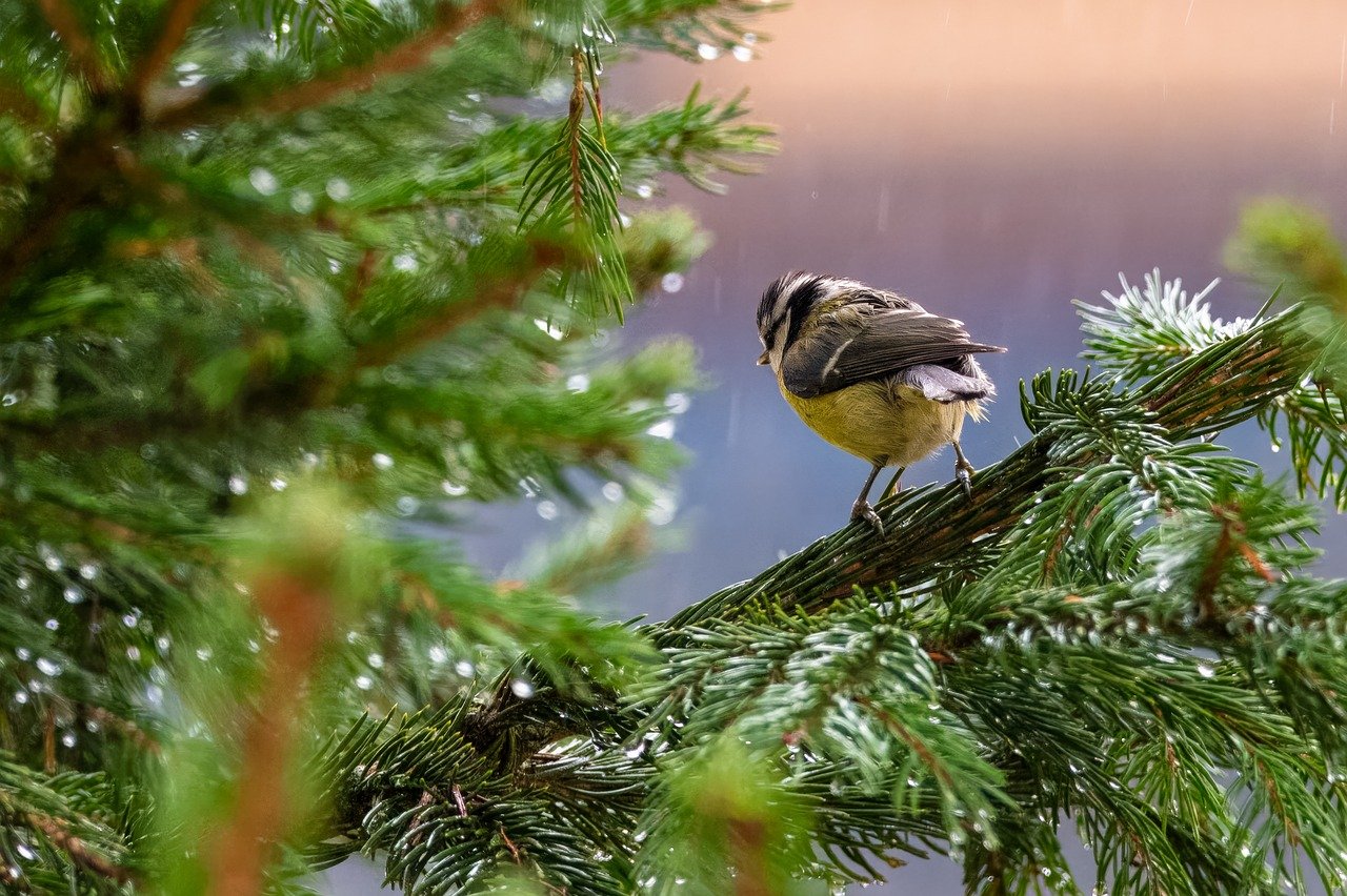 Alien Invasion: How Invasive Species Threaten Biodiversity